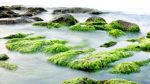 alghe verde-blu per dimagrire alghe verde-blu per dimagrire